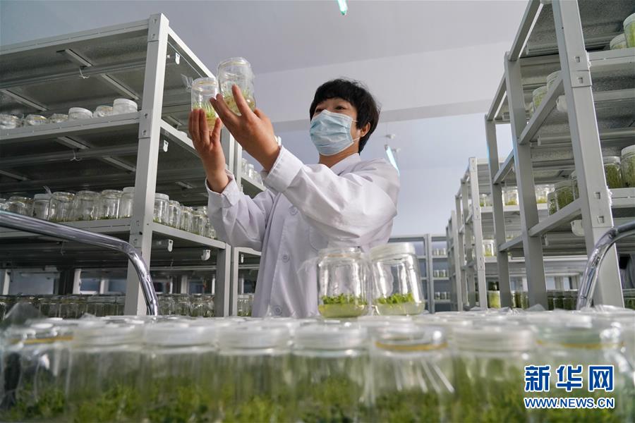 （集中連片特困地區(qū)貧困村調研行&middot;圖文互動）（2）壩上小村莊　闊步奔小康&mdash;&mdash;河北張北縣德勝村脫貧調查