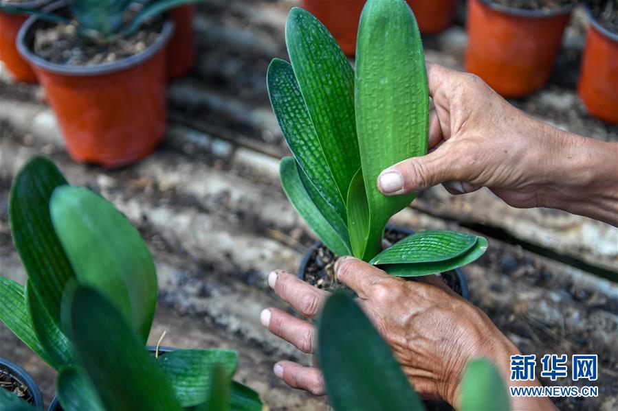 （決戰(zhàn)決勝脫貧攻堅&middot;圖文互動）（4）君子蘭在脫貧攻堅戰(zhàn)場上&ldquo;綻放&rdquo;