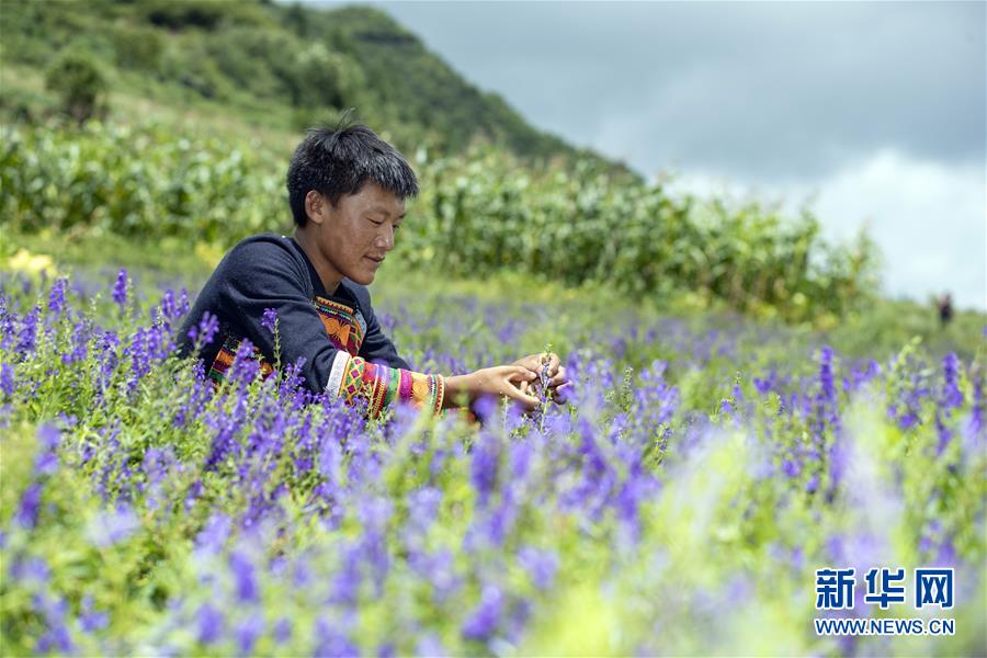 （鄉(xiāng)村振興&middot;圖文互動）（6）涼山深處有&ldquo;黃金&rdquo;