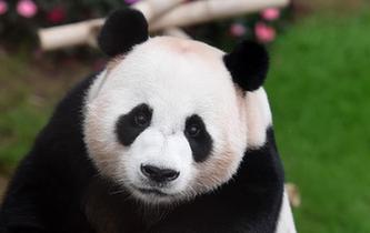 旅韓大熊貓&ldquo;愛寶&rdquo;&ldquo;樂寶&rdquo;慶生