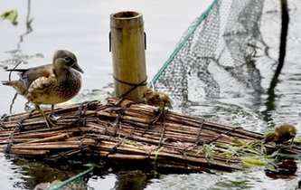 超有愛！西湖里的鴛鴦&ldquo;愛心橋&rdquo;升級