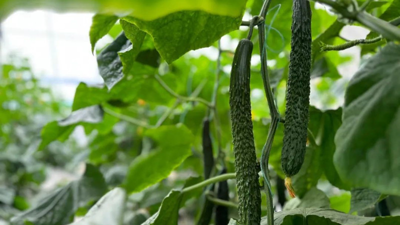 黃瓜發(fā)育“開(kāi)關(guān)”找到
