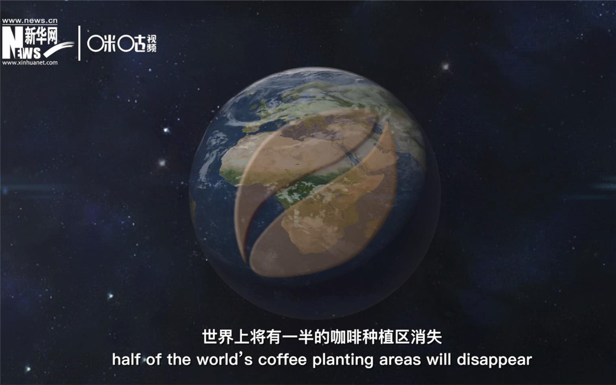 科學家預(yù)測到三十年后，世界上將有一半的咖啡種植區(qū)消失