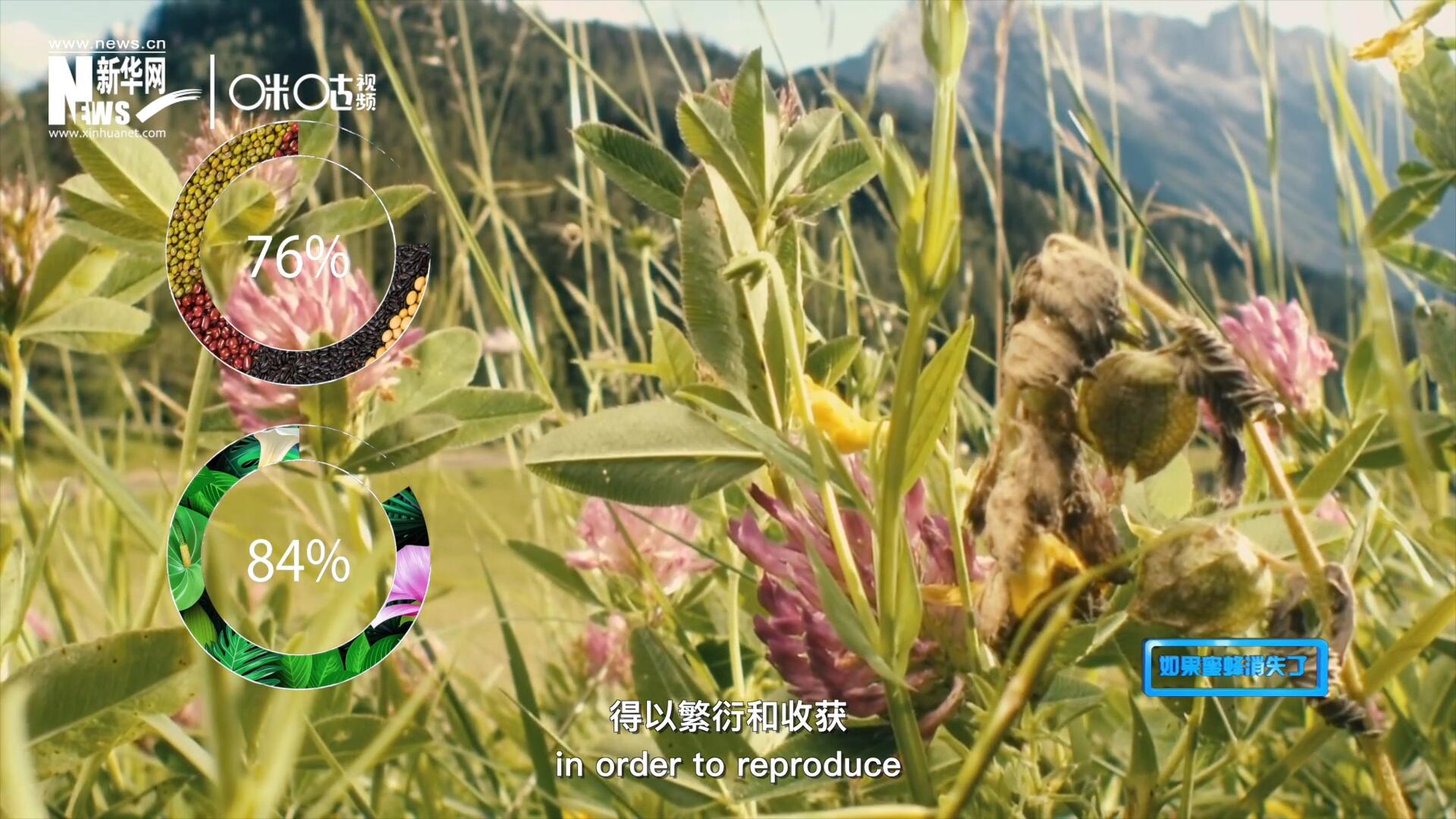 世界上百分之七十六的糧食作物和百分之八十四的植物，通過蜜蜂傳授花粉得以繁衍和收獲