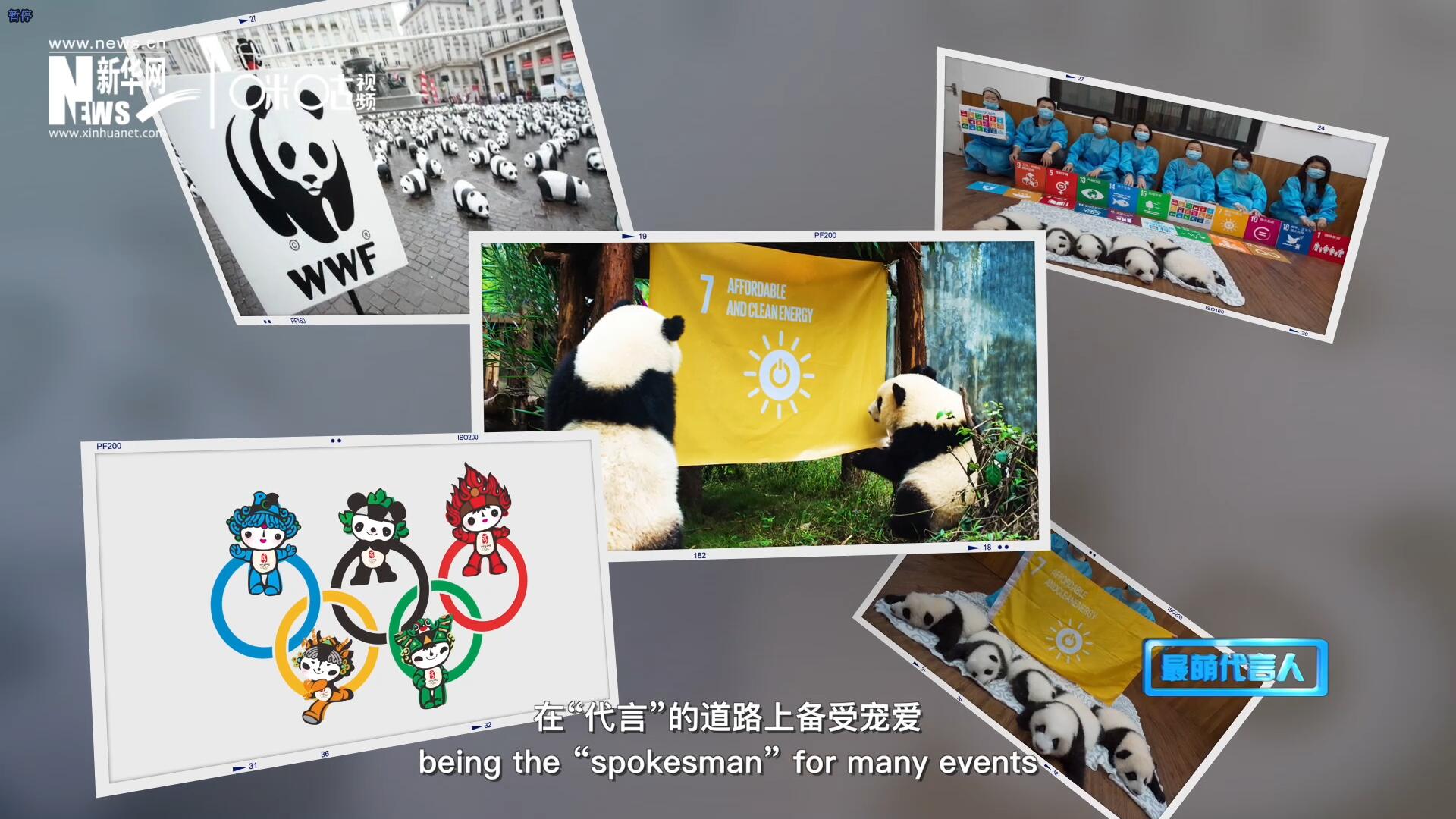 大熊貓在世界各地圈粉無數(shù)，在&ldquo;代言&rdquo;的道路上備受寵愛。