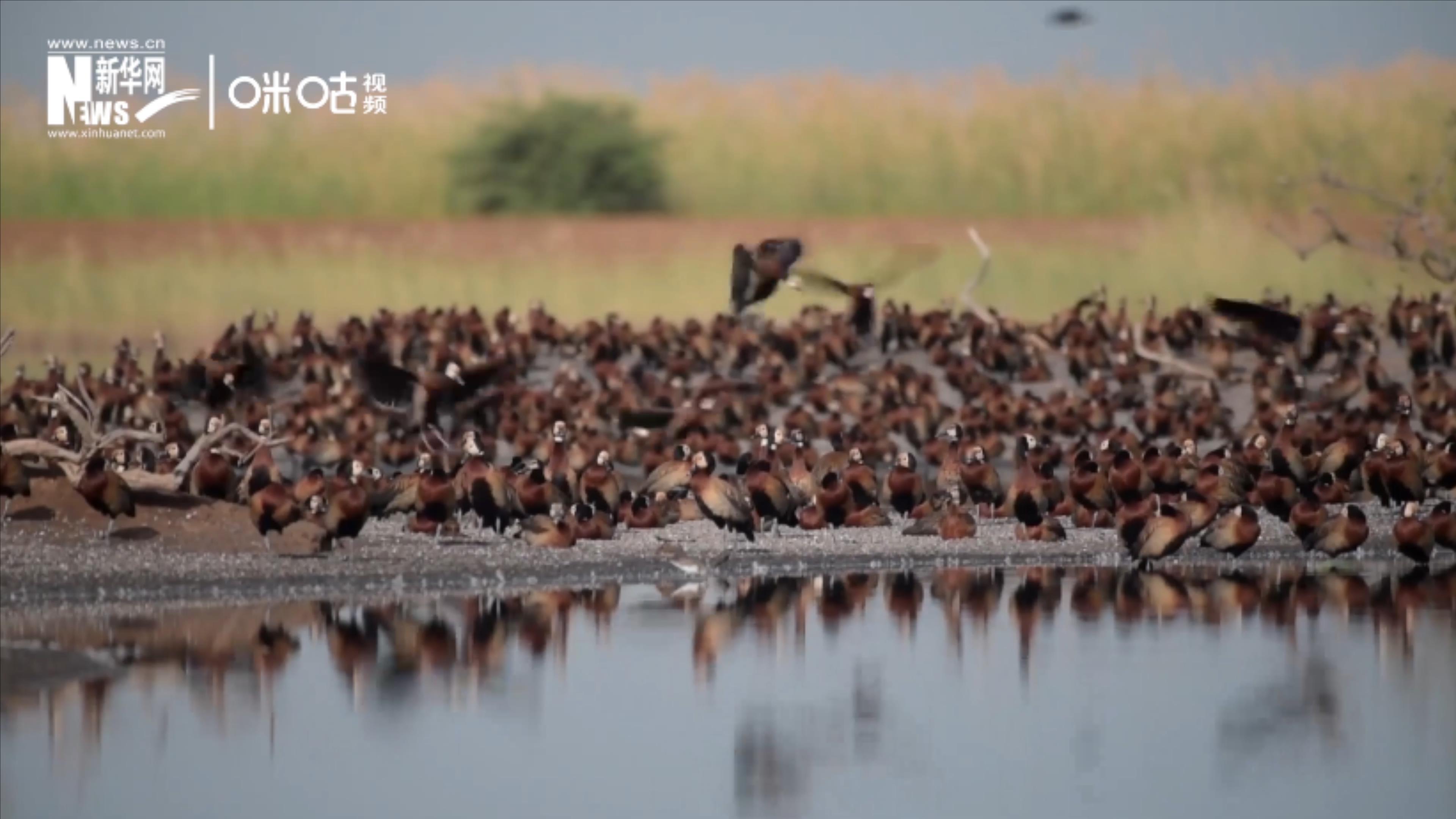 候鳥將人類、生態(tài)系統(tǒng)和世界各國連在一起