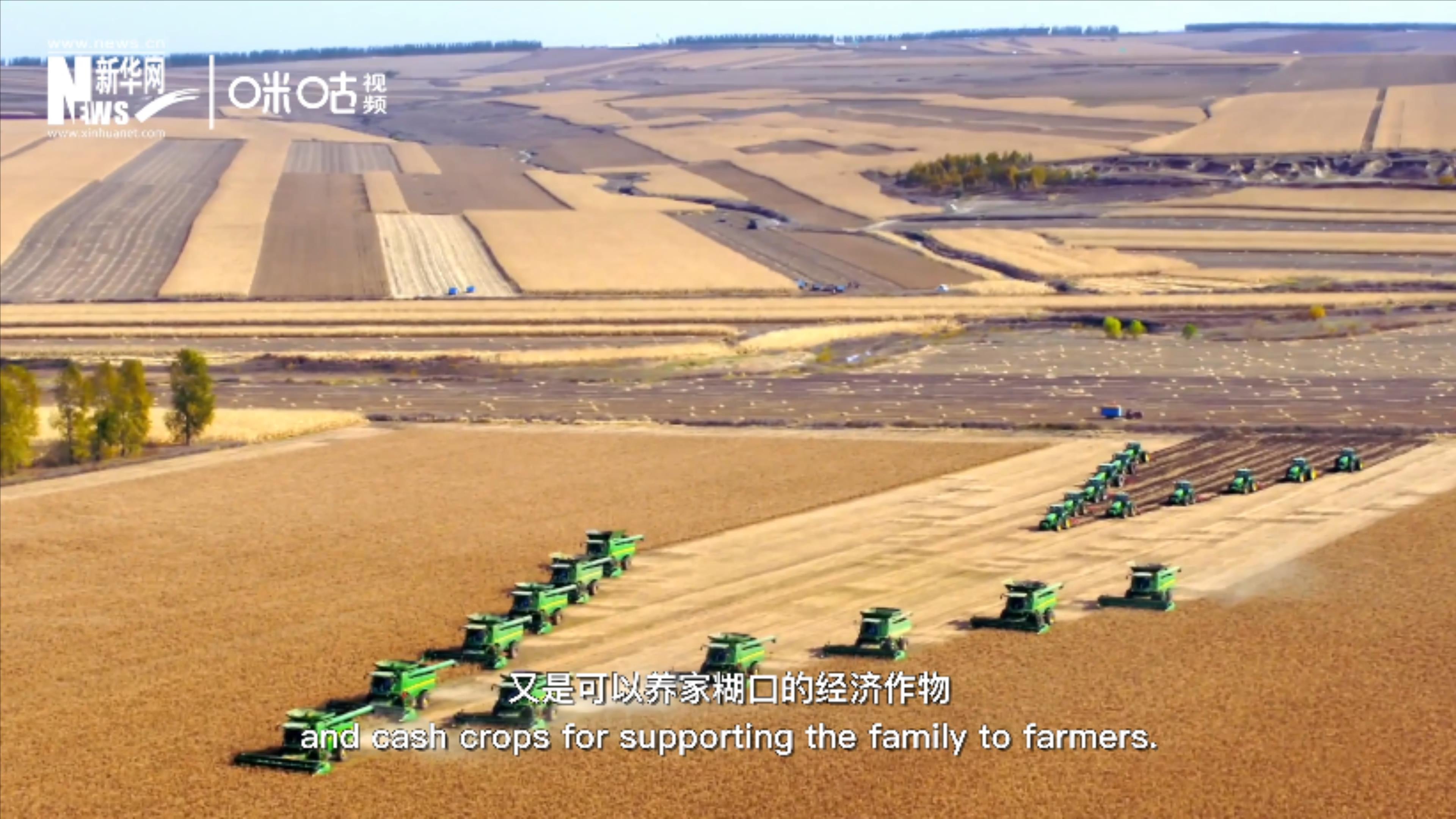 豆類既是可以擺上餐桌的食物，又是可以養(yǎng)家糊口的經濟作物