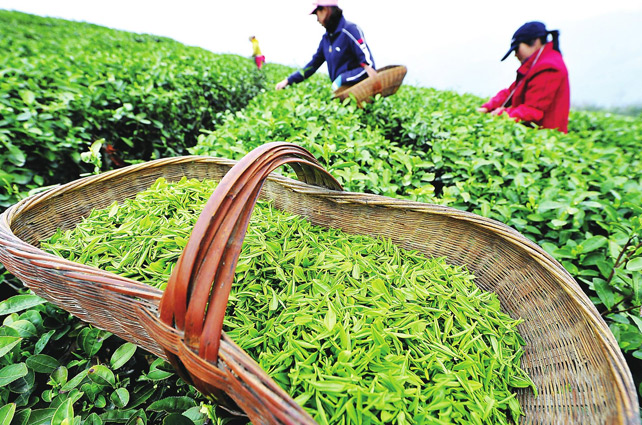 西湖龍井像LV包，原因在這里