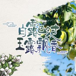 白露已過，玉露飄香