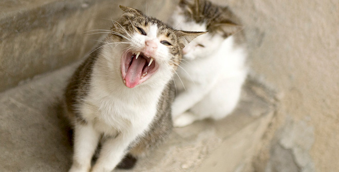 你見過這樣的腹黑貓嗎？