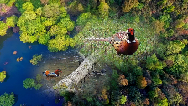 世界地球日丨神奇珍稀動(dòng)物在哪里？車八嶺國(guó)家級(jí)自然保護(hù)區(qū)走一波