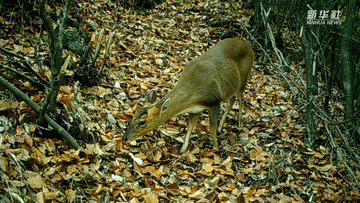 呆萌可愛！國家三有保護動物小麂現(xiàn)身重慶陰條嶺