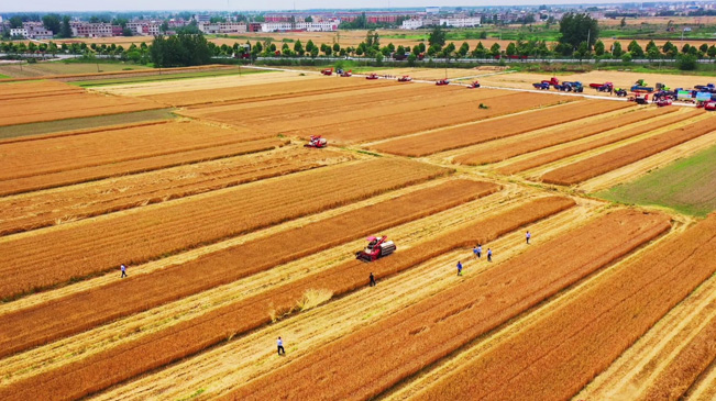 瞰豐收！風(fēng)吹麥浪 &ldquo;鐵馬&rdquo;馳騁