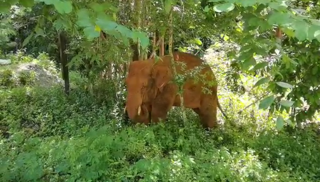 離群32天！云南北移離群獨(dú)象安全回家 專家詳解獨(dú)象&ldquo;南歸&rdquo;