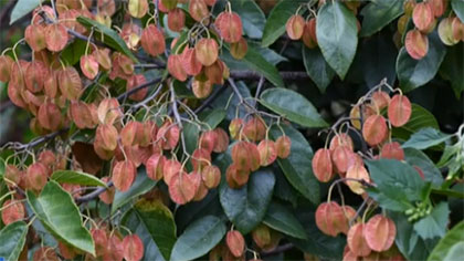 云南：&ldquo;植物活化石&rdquo;滇桐研究保護(hù)初見(jiàn)成效