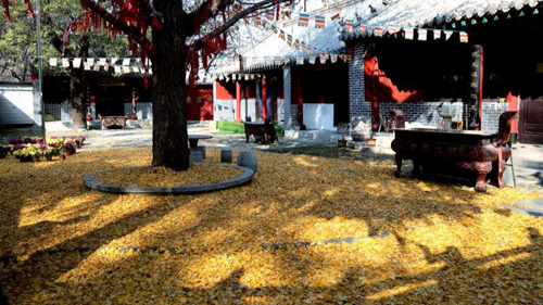 臨沂小伙回老家，爹媽往后備箱里塞活豬