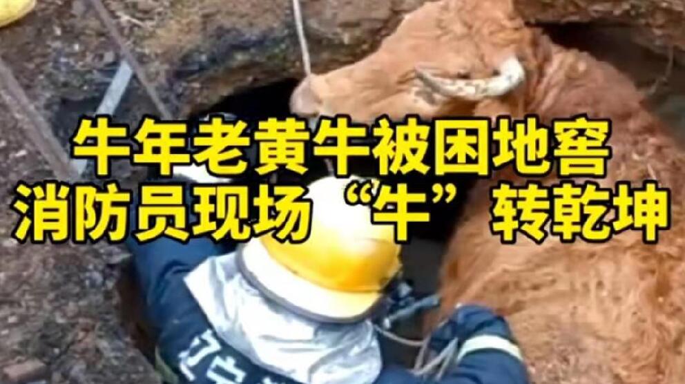 牛年老黃牛被困地窖，消防員現(xiàn)場&ldquo;牛&rdquo;轉(zhuǎn)乾坤！