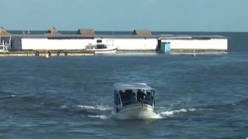 整頓！ 非法營業(yè) 印尼巴厘島解救七只寬吻海豚