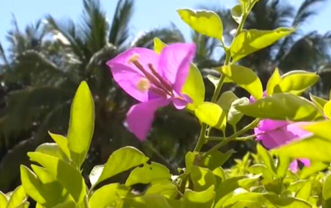 海南：超40℃！多市縣發(fā)布高溫預(yù)警