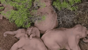 &ldquo;象&rdquo;往何處？ 亞洲象的&ldquo;正確睡姿&rdquo;什么樣？