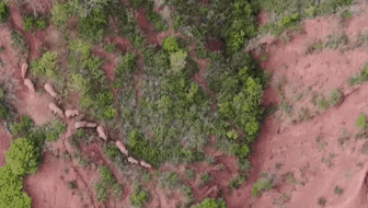 &ldquo;象&rdquo;往何方？ 象群正翻山南行 當(dāng)?shù)赜行蚴枭⑷罕? /></a>
<div   id=