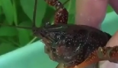 封殺！ 日本擬將小龍蝦指定為外來入侵物種