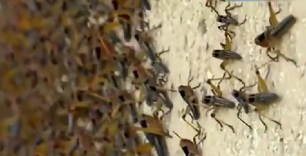 恐怖！ 漫天飛舞 俄邊疆區(qū)遭蝗蟲、瓢蟲侵襲