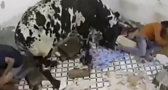 驚嚇！ 印度公牛打架沖進屋子 男子奪門而出