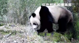 四川廣元：紅外相機(jī)記錄大熊貓頻繁&ldquo;走婚&rdquo;