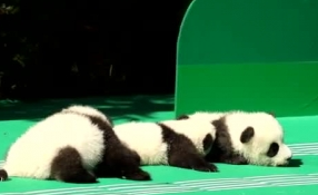 &ldquo;萌神&rdquo;駕到！新生熊貓寶寶&ldquo;C位&rdquo;亮相