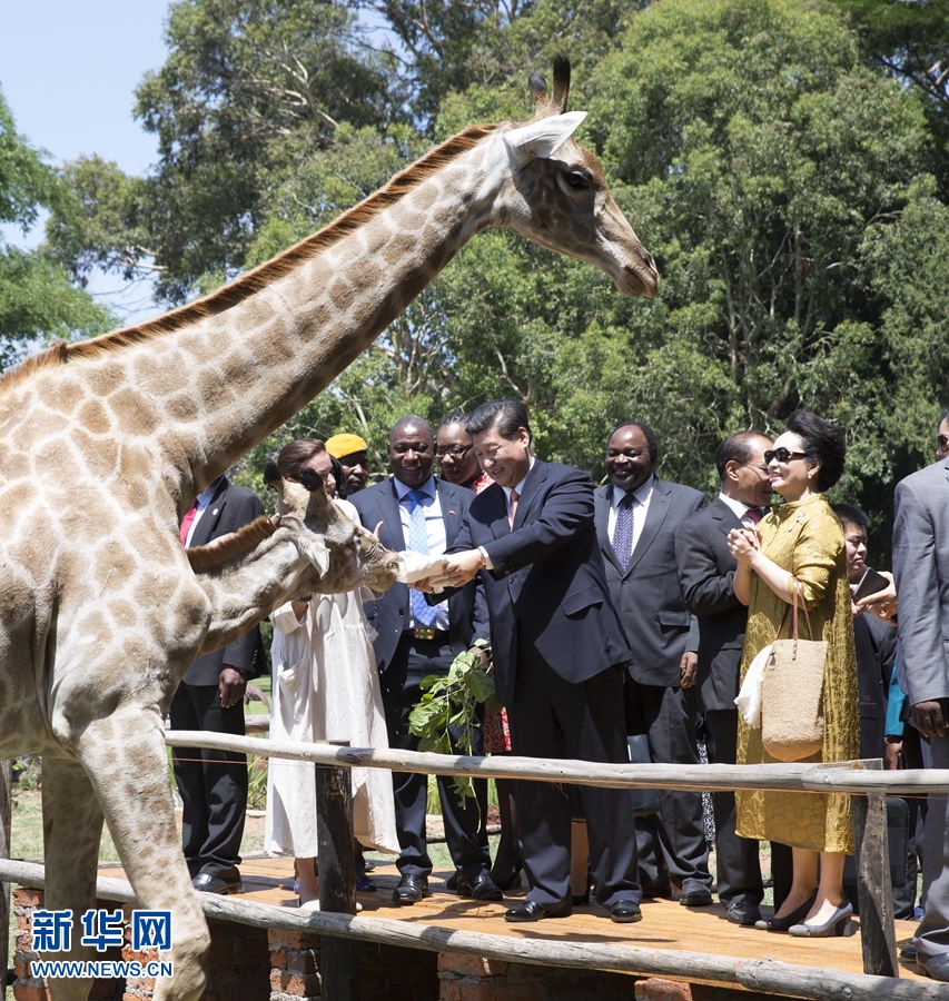 12月2日，國家主席習近平在津巴布韋考察野生動物救助基地。在基地負責人陪同下，習近平和夫人彭麗媛察看了基地救助的野生動物，并給大象、長頸鹿遞喂水果、樹葉。新華社記者 黃敬文 攝 