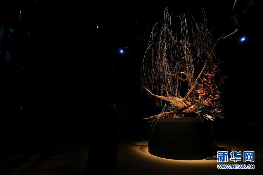 （國際）（5）日本東京：寒冬時(shí)節(jié)賞&ldquo;繁花&rdquo; 