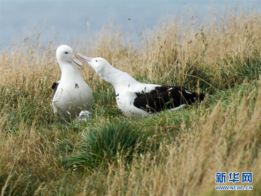 （國際&middot;圖文互動）（1）通訊：探訪新西蘭泰厄羅阿角信天翁之家