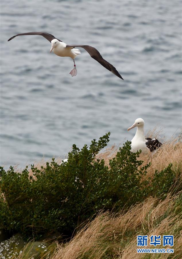 （國(guó)際&middot;圖文互動(dòng)）（10）通訊：探訪新西蘭泰厄羅阿角信天翁之家