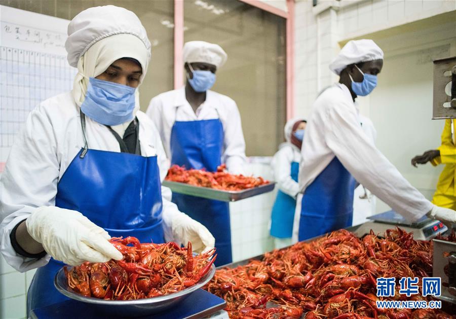 （國際&middot;圖文互動(dòng)）（7）從尼羅河畔到中國餐桌&mdash;&mdash;一只&ldquo;洋&rdquo;小龍蝦的36小時(shí)旅程