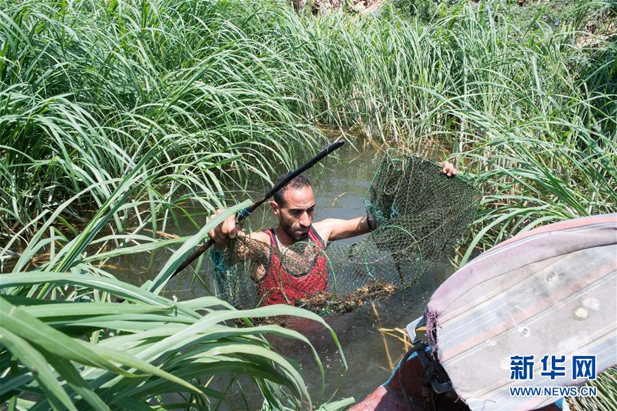 （國際&middot;圖文互動(dòng)）（4）從尼羅河畔到中國餐桌&mdash;&mdash;一只&ldquo;洋&rdquo;小龍蝦的36小時(shí)旅程