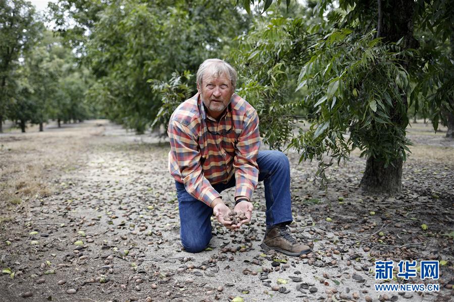 （國(guó)際&middot;圖文互動(dòng)）（4）通訊：期待美中盡早達(dá)成貿(mào)易協(xié)議&mdash;&mdash;颶風(fēng)和關(guān)稅夾擊下的美國(guó)山核桃種植戶(hù)盼重回中國(guó)市場(chǎng)