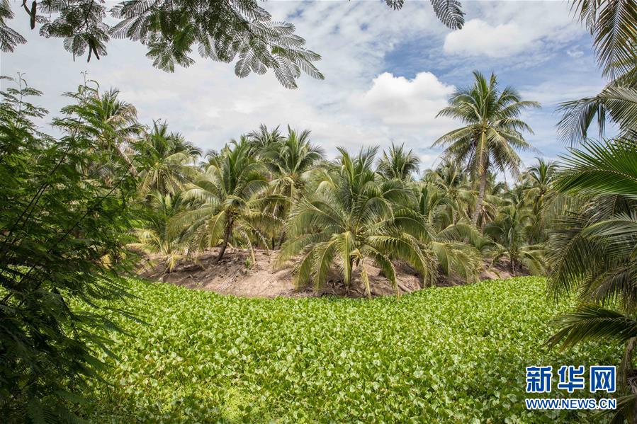 （第三屆進博會&middot;圖文互動）（9）通訊：椰香飄進進博會 市場開放共繁榮&mdash;&mdash;一名泰國椰商的心聲