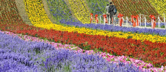 中國(guó)&ldquo;普羅旺斯&rdquo;：在新絲綢之路上散發(fā)芳香