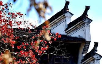 白墻黛瓦映紅葉 江西婺源篁嶺古村秋色動(dòng)人