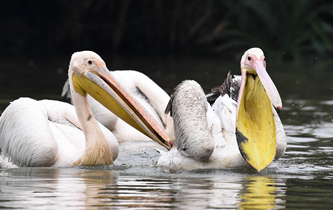 白鵜鶘&ldquo;作客&rdquo;?？? />  
<div>白鵜鶘“作客”?？?/div>
</a>
<a href=