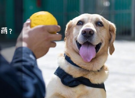 為了&ldquo;破冰&rdquo;，它們英勇無畏！