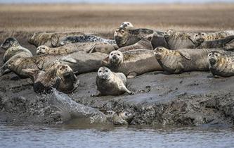 斑海豹洄游棲息遼河入?？? />  
<div>斑海豹洄游棲息遼河入?？?/div>
</a> 
</div>
<div   id=