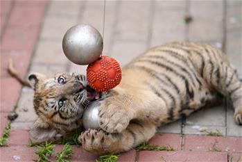 東北虎&ldquo;幼兒園&rdquo;：&ldquo;萌娃&rdquo;愛運(yùn)動(dòng)