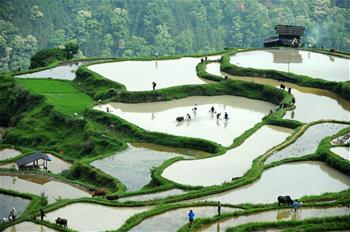 貴州黎平：&ldquo;千牛同耕&rdquo;展農(nóng)耕文化