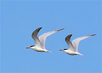 特寫(xiě)：&ldquo;神話之鳥(niǎo)&rdquo;的&ldquo;閩江口舞步&rdquo;